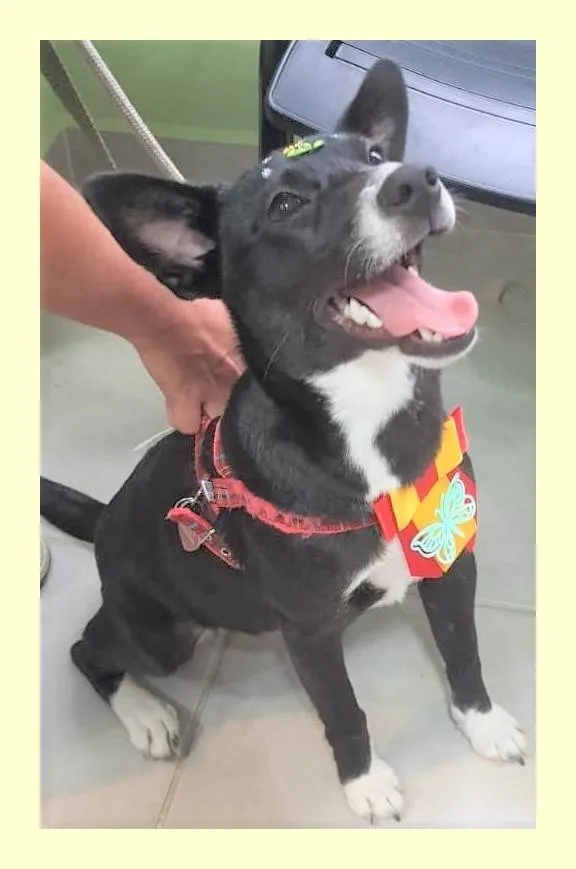 Cachorro ra a SRD-ViraLata idade 1 ano nome Pérola