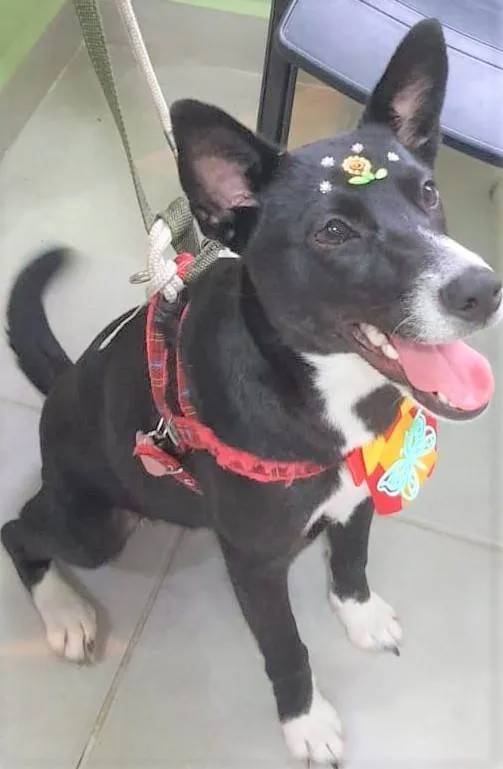 Cachorro ra a SRD-ViraLata idade 1 ano nome Pérola