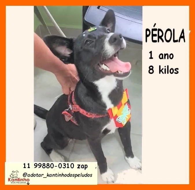 Cachorro ra a SRD-ViraLata idade 1 ano nome Pérola