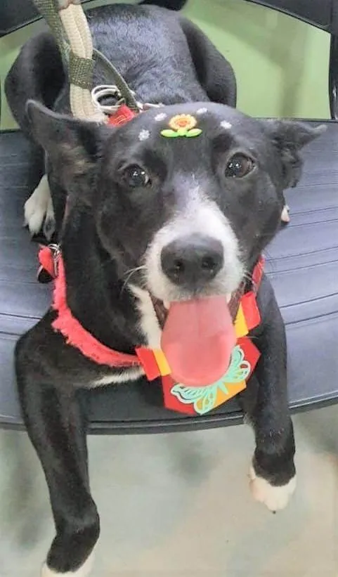 Cachorro ra a SRD-ViraLata idade 1 ano nome Pérola