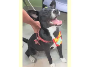 Cachorro raça SRD-ViraLata idade 1 ano nome Pérola
