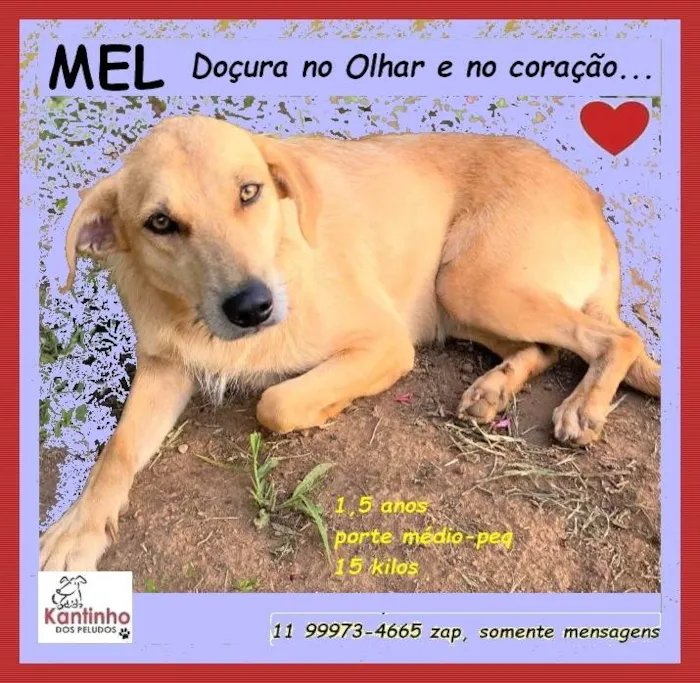 Cachorro ra a SRD-ViraLata idade 1 ano nome Mel