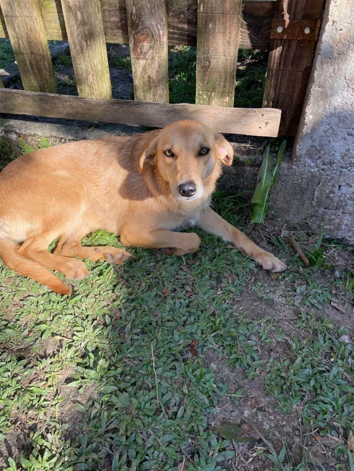 Cachorro ra a SRD-ViraLata idade 1 ano nome Mel