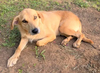 Cachorro raça SRD-ViraLata idade 1 ano nome Mel