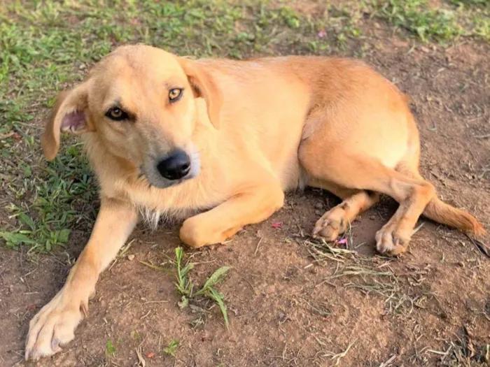 Cachorro ra a SRD-ViraLata idade 1 ano nome Mel