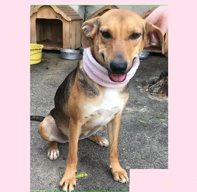 Cachorro ra a SRD-ViraLata idade 2 anos nome Maetê