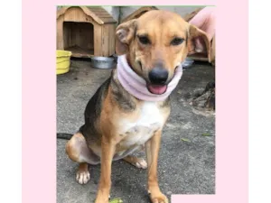 Cachorro raça SRD-ViraLata idade 2 anos nome Maetê