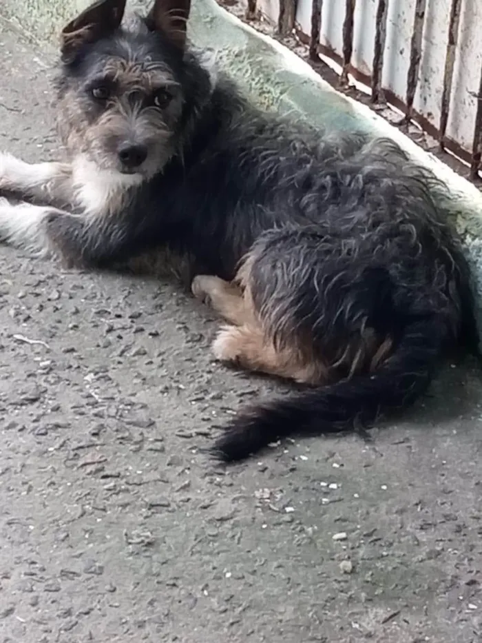 Cachorro ra a SRD-ViraLata idade 1 ano nome Jane