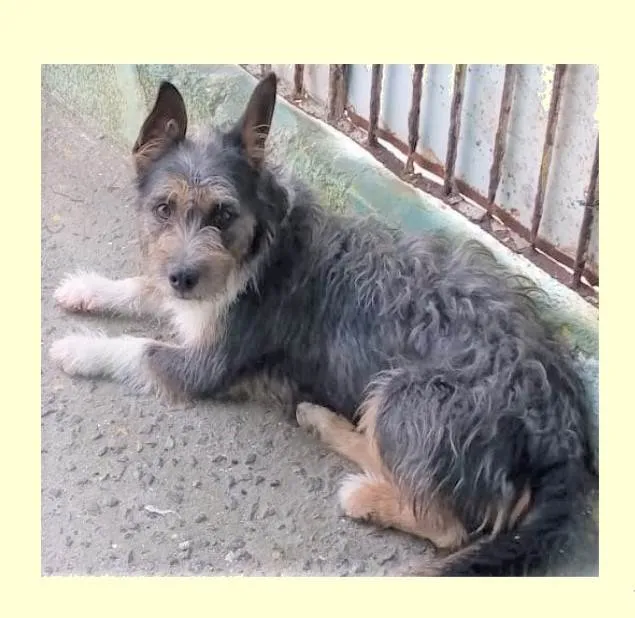 Cachorro ra a SRD-ViraLata idade 1 ano nome Jane