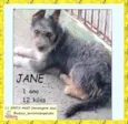 Jane