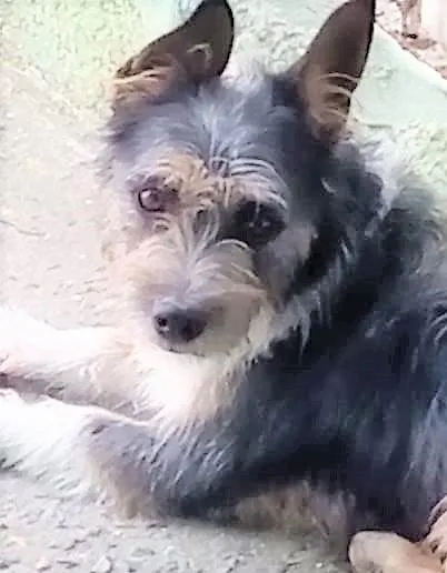 Cachorro ra a SRD-ViraLata idade 1 ano nome Jane