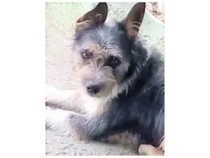 Cachorro raça SRD-ViraLata idade 1 ano nome Jane