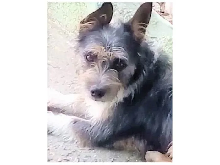 Cachorro ra a SRD-ViraLata idade 1 ano nome Jane