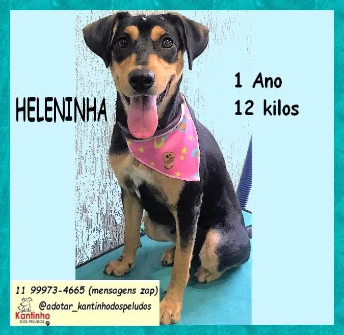 Cachorro ra a SRD-ViraLata idade 1 ano nome Heleninha