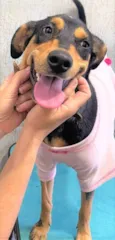 Heleninha