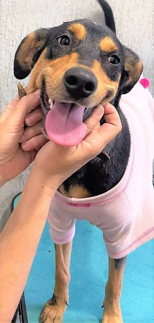 Cachorro ra a SRD-ViraLata idade 1 ano nome Heleninha