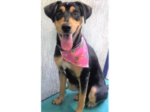 Cachorro raça SRD-ViraLata idade 1 ano nome Heleninha
