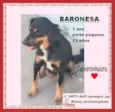 Baronesa