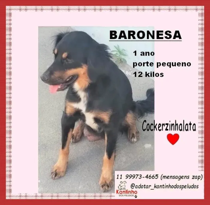 Cachorro ra a SRD-ViraLata idade 1 ano nome Baronesa