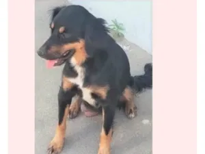 Cachorro raça SRD-ViraLata idade 1 ano nome Baronesa