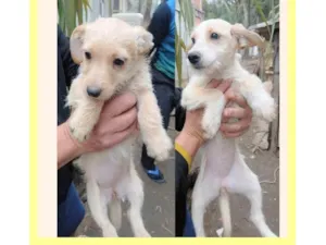 Cachorro raça SRD-ViraLata idade 2 a 6 meses nome Lala e Lili 