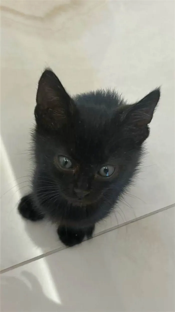 Gato ra a Exótico idade Abaixo de 2 meses nome Gatos filhotes carentes