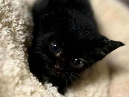 Gato ra a Exótico idade Abaixo de 2 meses nome Gatos filhotes carentes