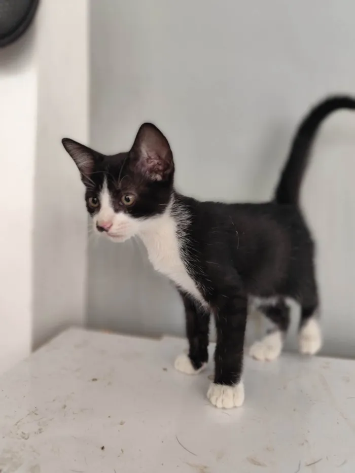 Gato ra a SRD-ViraLata idade Abaixo de 2 meses nome Mia