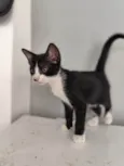 Mia