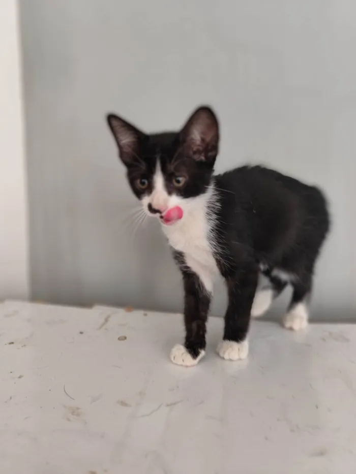 Gato ra a SRD-ViraLata idade Abaixo de 2 meses nome Mia