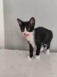 Mia
