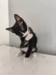 Mia