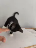 Mia