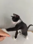 Mia