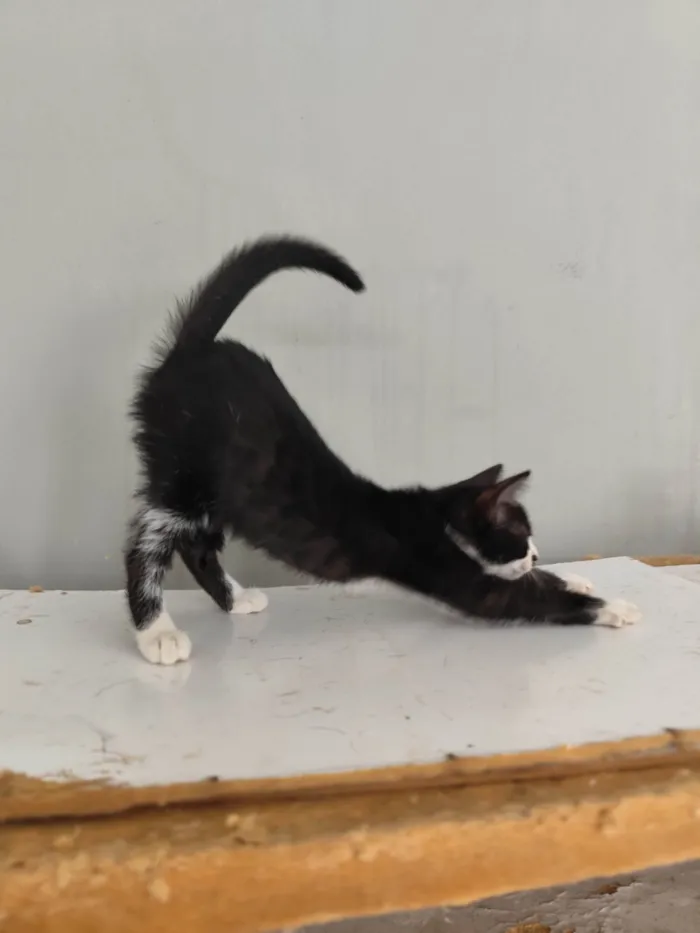 Gato ra a SRD-ViraLata idade Abaixo de 2 meses nome Mia