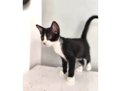 Gato raça SRD-ViraLata idade Abaixo de 2 meses nome Mia