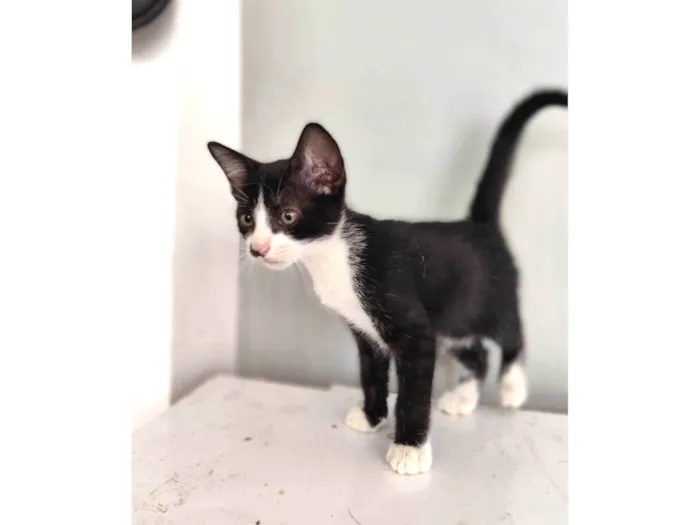 Gato ra a SRD-ViraLata idade Abaixo de 2 meses nome Mia