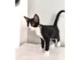 Mia