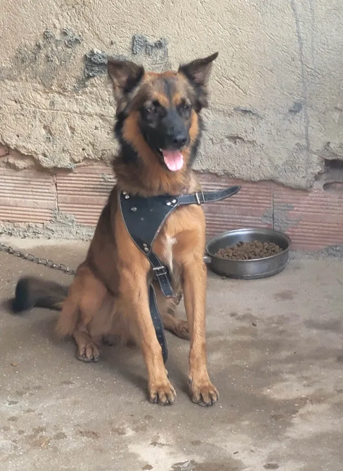 Cachorro ra a SRD-ViraLata idade 5 anos nome Thor