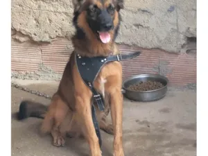 Cachorro raça SRD-ViraLata idade 5 anos nome Thor