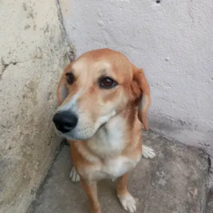 Cachorro raça SRD-ViraLata idade 1 ano nome Mel 