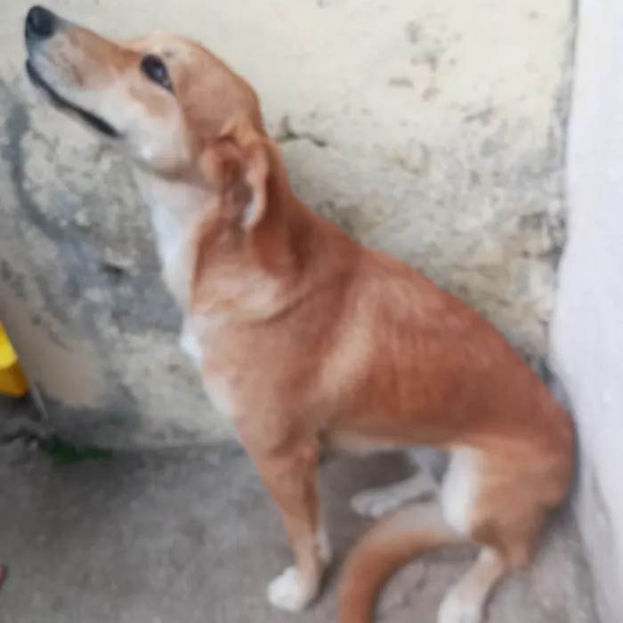 Cachorro ra a SRD-ViraLata idade 1 ano nome Mel 