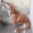 Mel