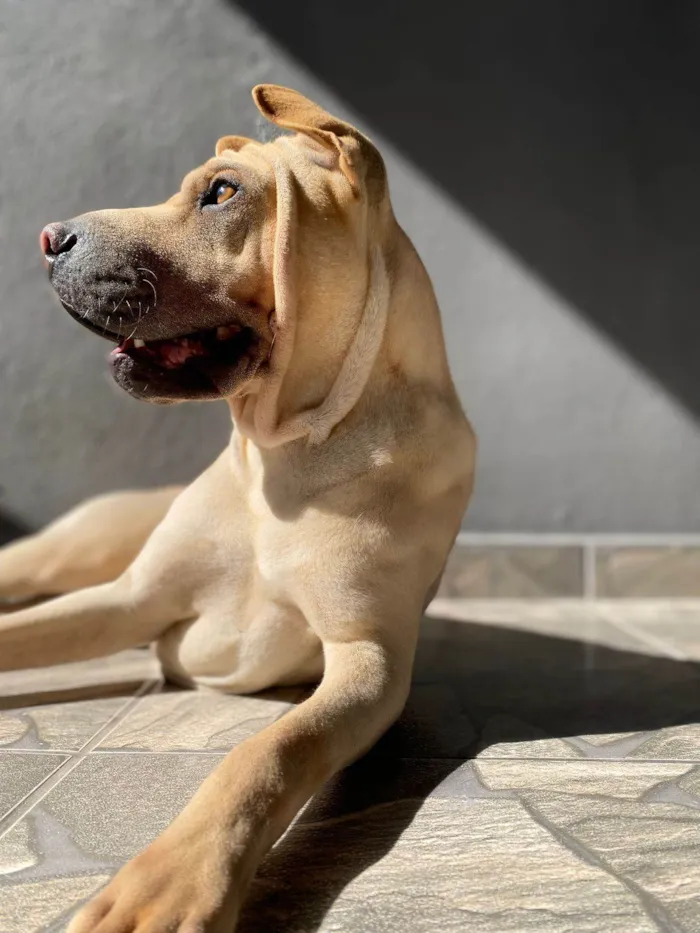 Cachorro ra a SRD-ViraLata idade 2 a 6 meses nome Falar com Damaris - Whats 11 91335-6352