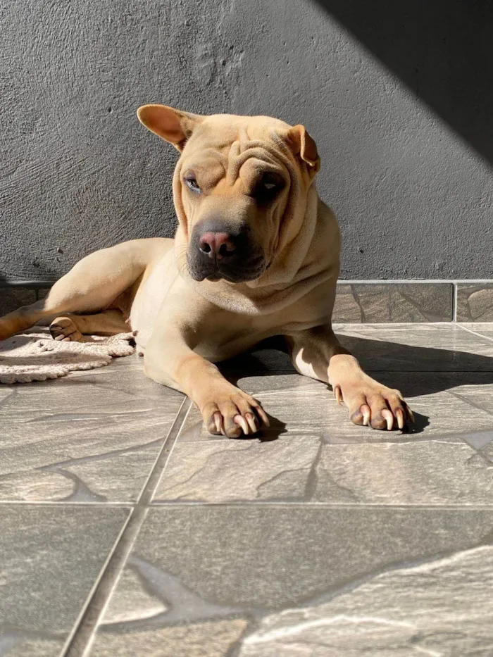 Cachorro ra a SRD-ViraLata idade 2 a 6 meses nome Falar com Damaris - Whats 11 91335-6352