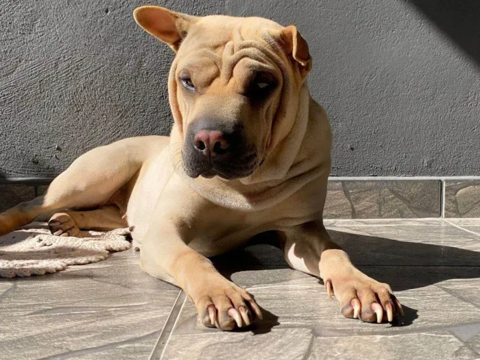 Cachorro ra a SRD-ViraLata idade 2 a 6 meses nome Falar com Damaris - Whats 11 91335-6352