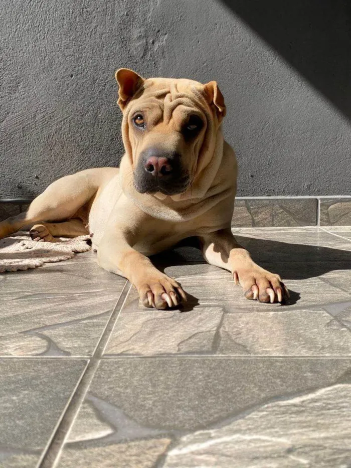Cachorro ra a SRD-ViraLata idade 2 a 6 meses nome Falar com Damaris - Whats 11 91335-6352