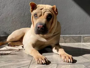 Cachorro raça SRD-ViraLata idade 2 a 6 meses nome Falar com Damaris - Whats 11 91335-6352