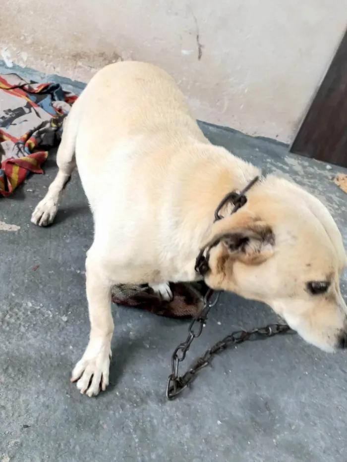 Cachorro ra a SRD-ViraLata idade 2 a 6 meses nome Falar com Eliedilza - Whats 11 98731-5257