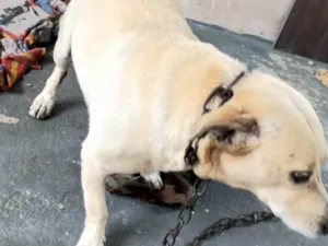Cachorro raça SRD-ViraLata idade 2 a 6 meses nome Falar com Eliedilza - Whats 11 98731-5257